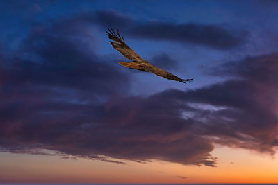 Low angle view of eagle flying against sky