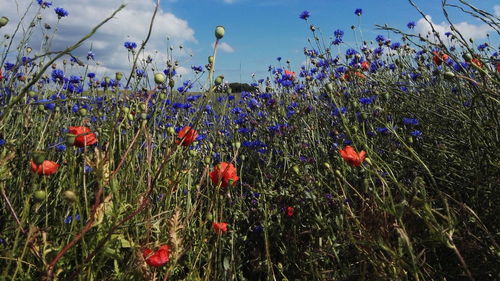 Close-up of flowers blooming in field