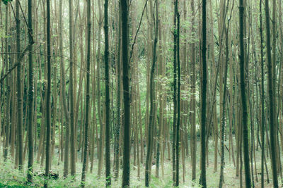 Full frame shot of trees in forest