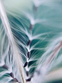 Full frame shot of feather