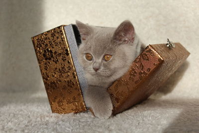 Close-up of cat on table