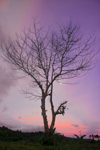 Bare tree against sky during sunset