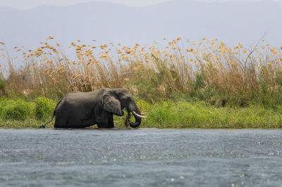 View of elephant in the lake