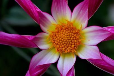 Close-up of pink flower