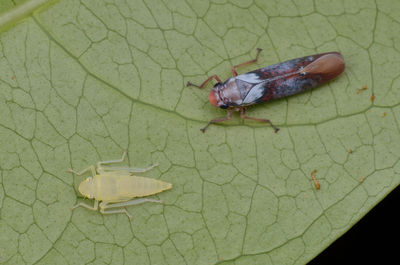 Close-up of insect on leaf