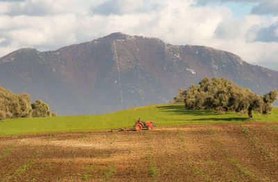 Scenic view of agricultural field against sky