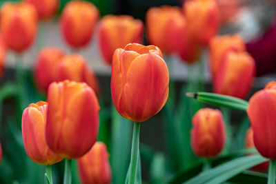 Close-up of red tulips