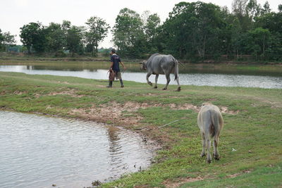 Horses walking in a field