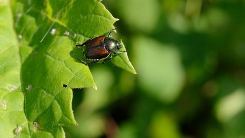 Close-up of insect on leaf