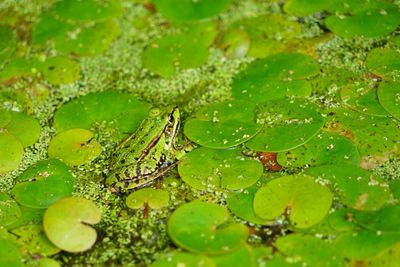 Close-up of wet leaves floating on lake