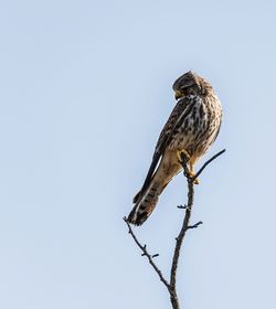 Low angle view of bird perching on branch against clear sky