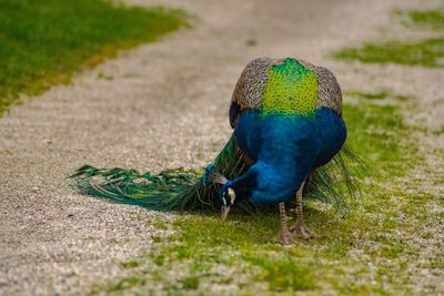 Peacock perching on field