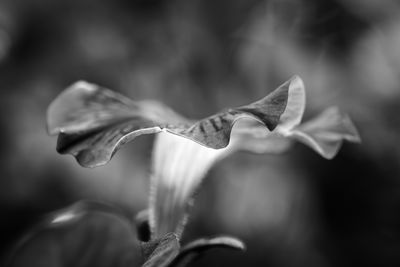 Close-up of flowering plant in park