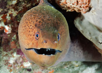 Close-up of fish swimming in sea