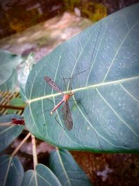 Close-up of insect on leaf