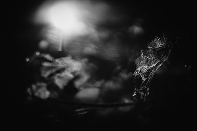 Close-up of plant against tree at night