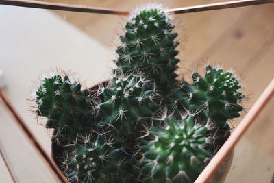 Close-up of cactus plants