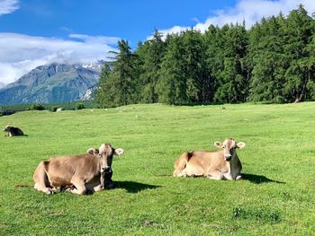 Cows on grassy field against sky