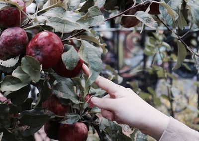 Midsection of person holding fruits