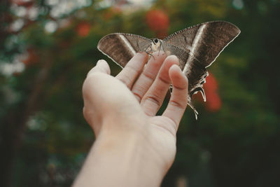 Close-up of hand holding butterfly