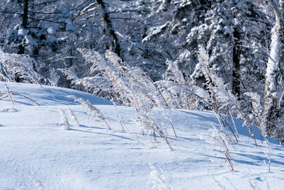 Scenic view of snow covered land and trees