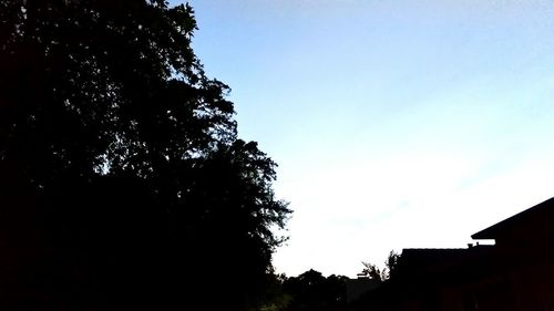 Low angle view of silhouette tree against sky