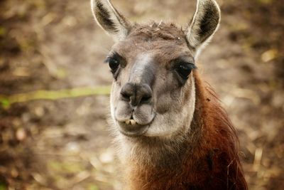 Close-up portrait of a horse