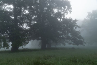 Trees on field against sky