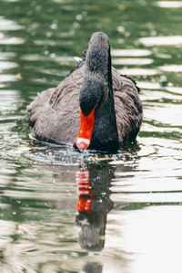 Black swan swimming in lake