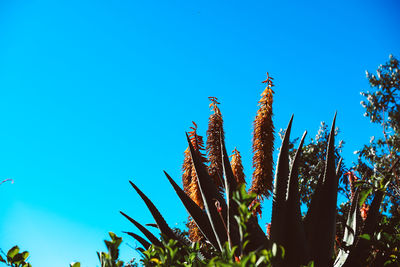 Low angle view of cactus plants against clear blue sky