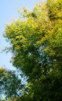 Low angle view of trees in forest