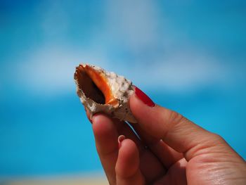 Cropped image of hand holding seashell