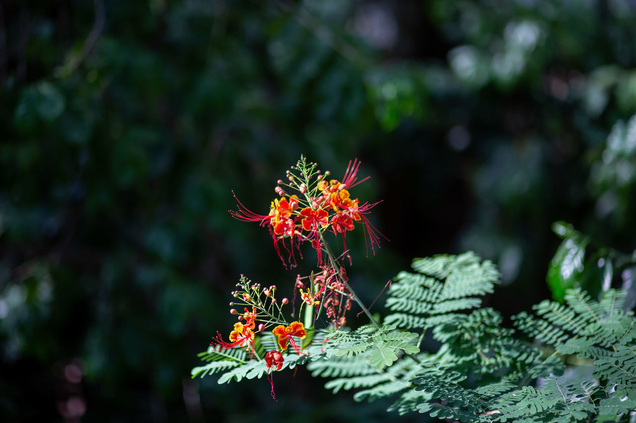 CLOSE-UP OF RED FLOWERING PLANT AGAINST BLURRED BACKGROUND