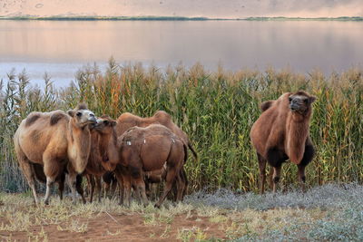 Horses standing in the lake