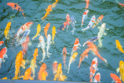 High angle view of koi carps swimming in lake