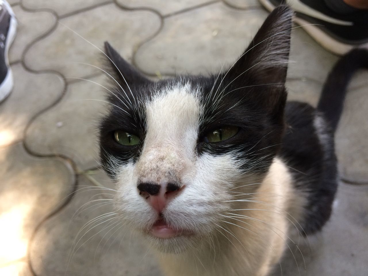 PORTRAIT OF CAT OUTDOORS