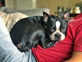 Portrait of dog resting on sofa at home