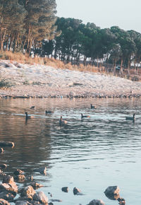 View of birds swimming in lake