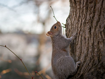 Close-up of squirrel on tree trunk