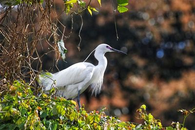 Close-up of bird perching on tree