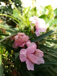 Close-up of pink flowers