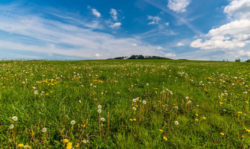 Scenic view of grassy field against cloudy sky