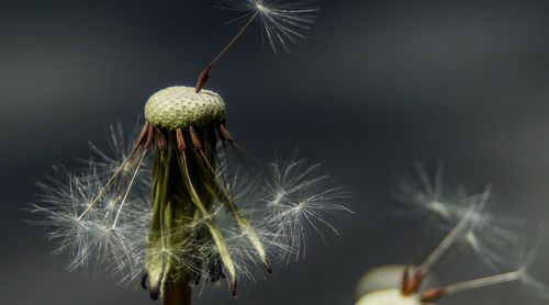 Close-up of flower plant