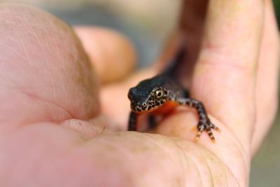 Close-up of hand holding leaf