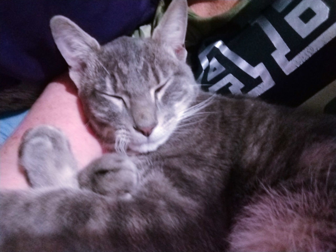 CLOSE-UP OF A CAT SLEEPING ON BED