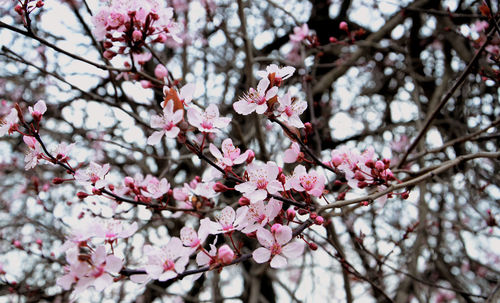 Low angle view of cherry blossoms in spring