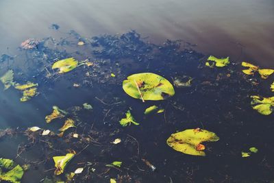 High angle view of leaves floating on lake