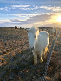 Horse standing on field during sunset