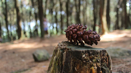 Close-up of pine cone on tree trunk