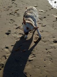 High angle view of dog drinking water on beach